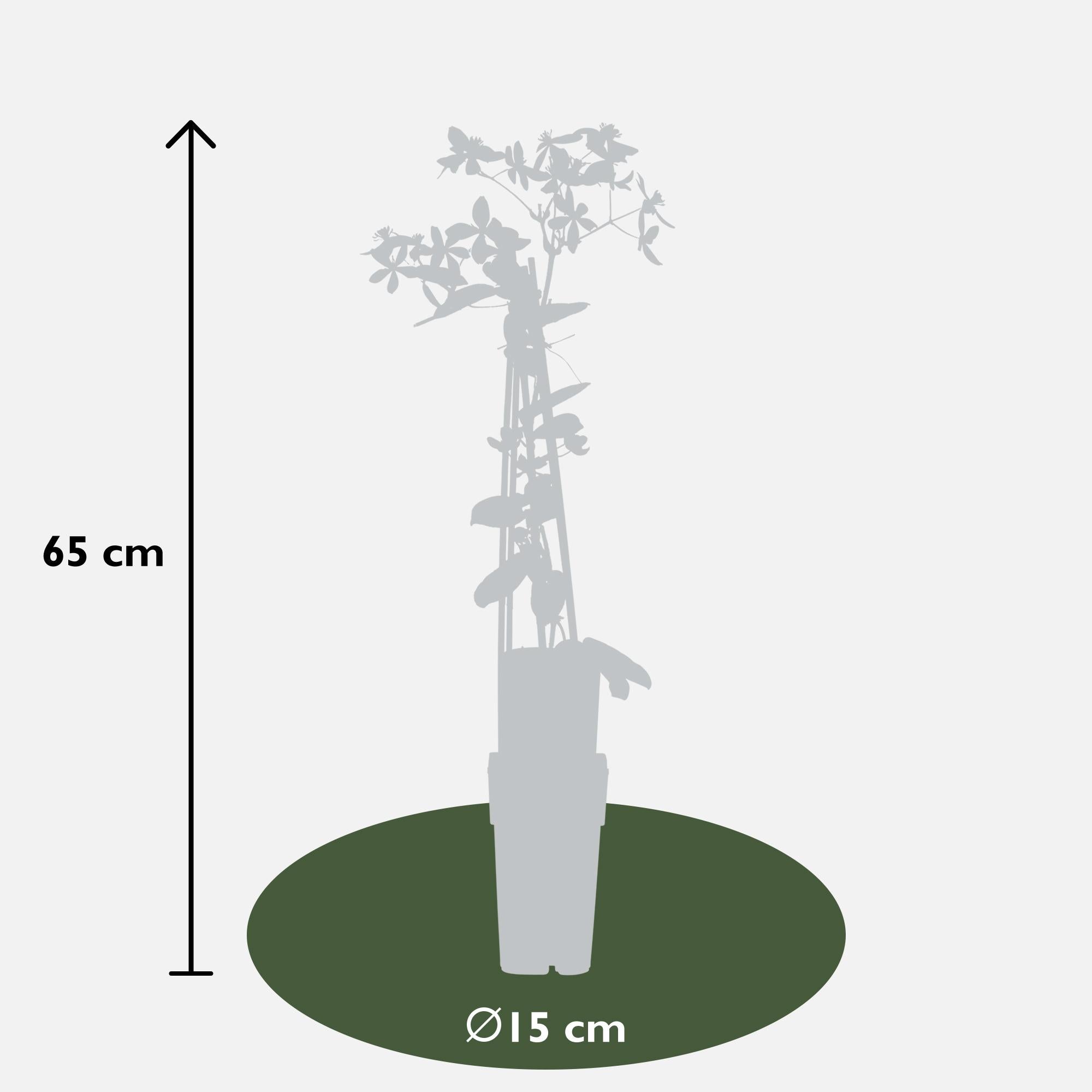 Clematis armandii 'Apple Blossom' – Immergrüne Waldrebe, hellrosa – Ø 15 cm – ↕ 65 cm