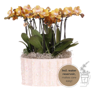 Kolibri Orchids | Bouquet Orange Mono Jewel Las Vegas dans un plat Oyster