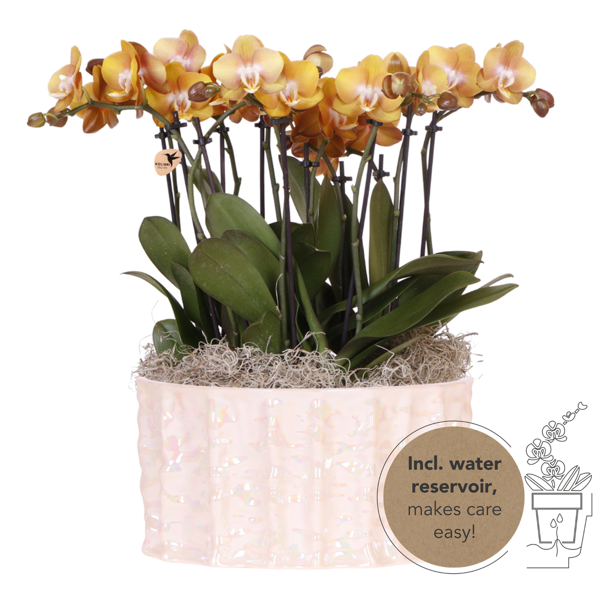 Kolibri Orchids | Bouquet Orange Mono Jewel Las Vegas dans un plat Oyster