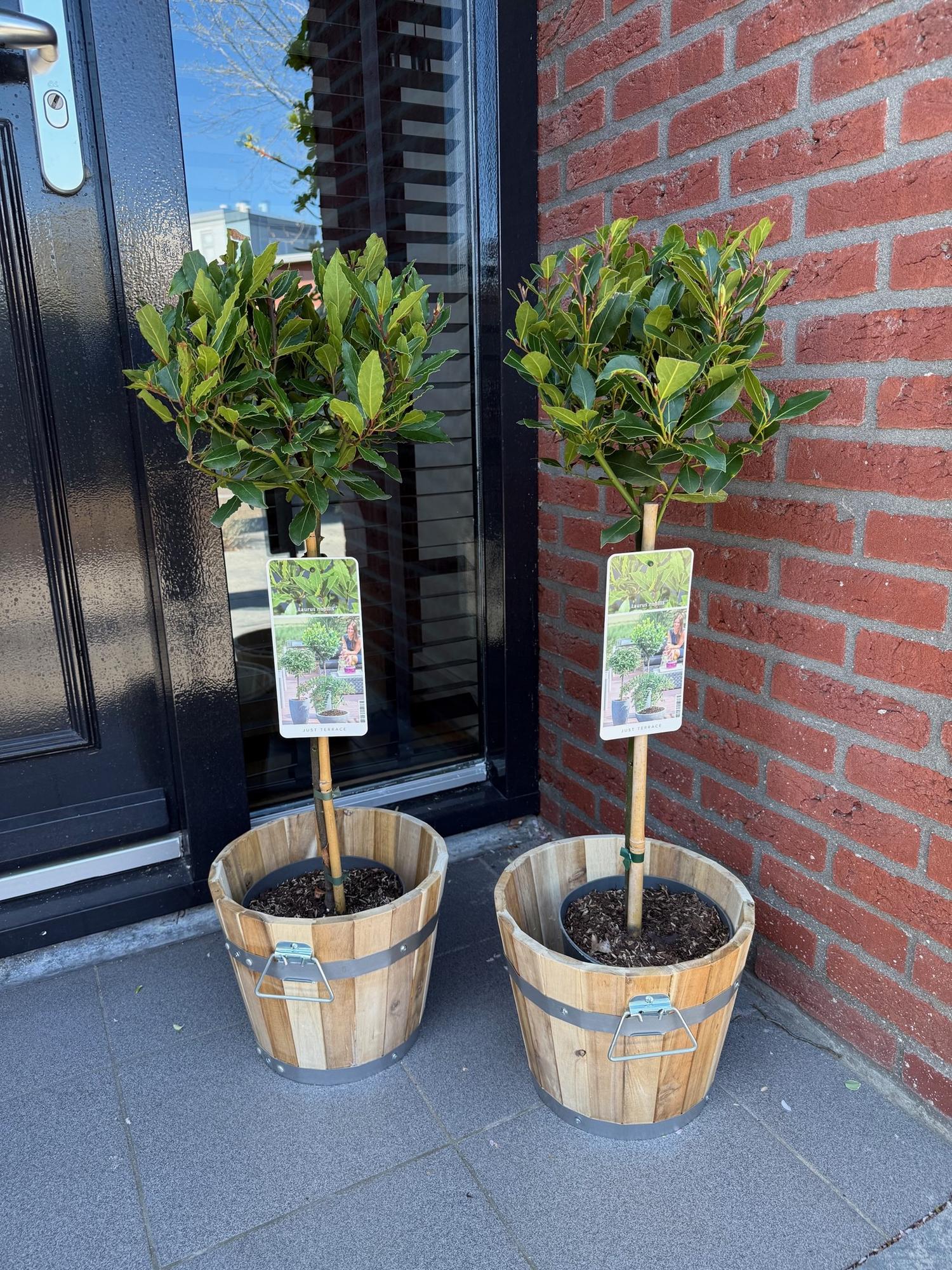 Laurus nobilis - Terras Plant - Bladhoudend - Winterhard - Groen Blad - Pot 19cm Hoogte 90cm
