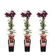 3x - Clematis Niobe - ↨65cm - Ø15