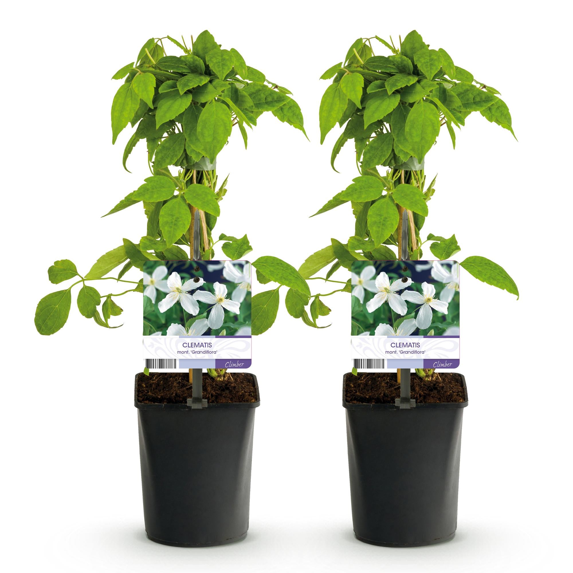 Clematis montana Grandiflora - Bloem Wit - Vroegbloeiend - Weinig onderhoud -2 planten -  Pot 11cm Hoogte 40cm