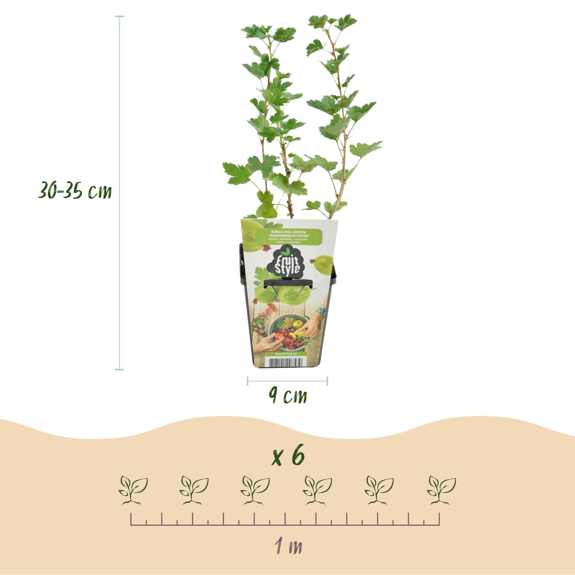 Kruisbes - Ribes uva-crispa Hinnonmaki Grun - Winterhard - 3 Planten - Pot 9 cm - Groene Bes