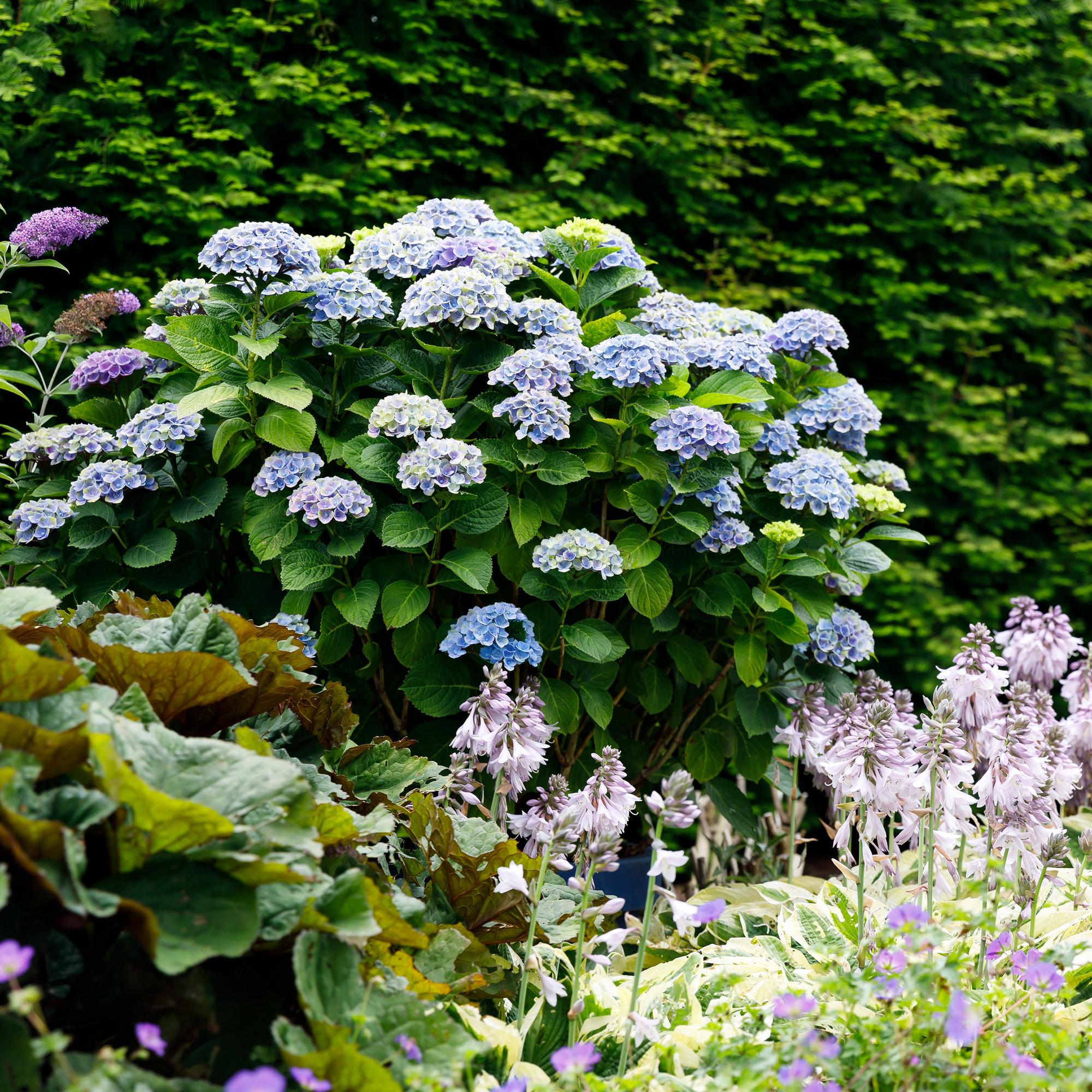 Hortensia - Hydrangea Magical Revolution Blue - Blauw - 6-10 Bloemen - 2 Planten - Pot 23cm Hoogte 55cm