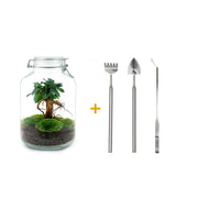 DIY-Terrarium - Glas - Ficus Ginseng Bonsai - ↕ 28 cm - Harke + Schaufel + Pinzette