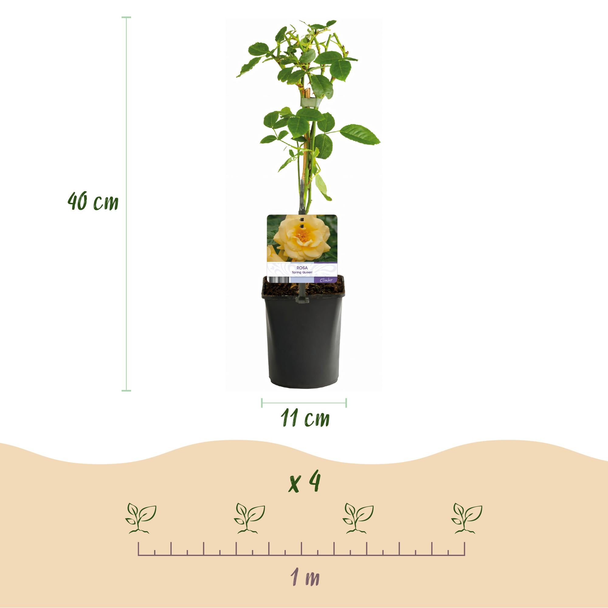 Green boutiQ – Kletterrose – Rosa Rainbow – Blüten: Rosa, Weiß, Gelb, Rot – Pflegeleicht – 4 Pflanzen – Topf: 11 cm, Höhe: 40 cm