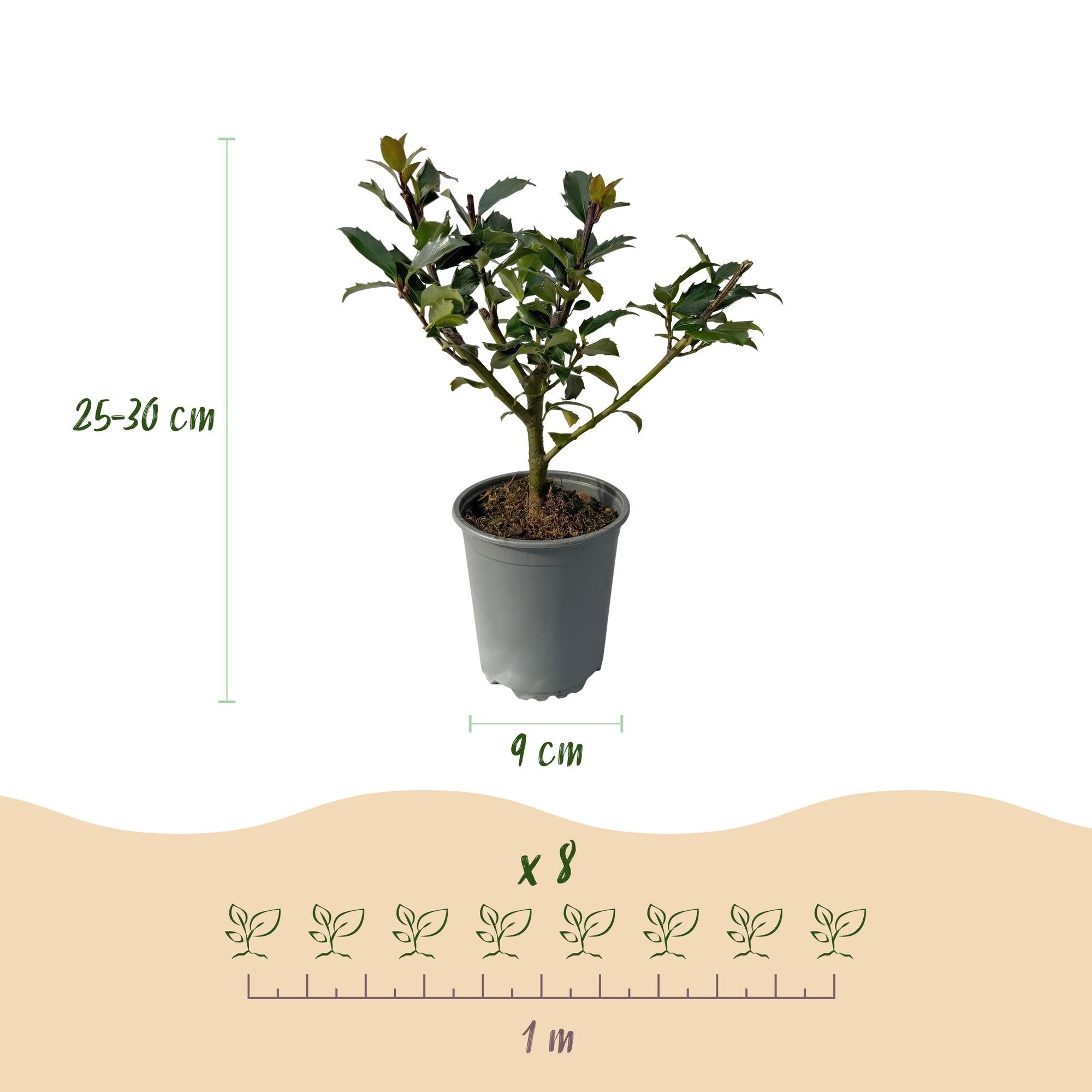 Ilex Blue maid- blad groen - 8 planten - 1 strekkende meter - groenblijvend - pot 9cm hoogte 25-30cm