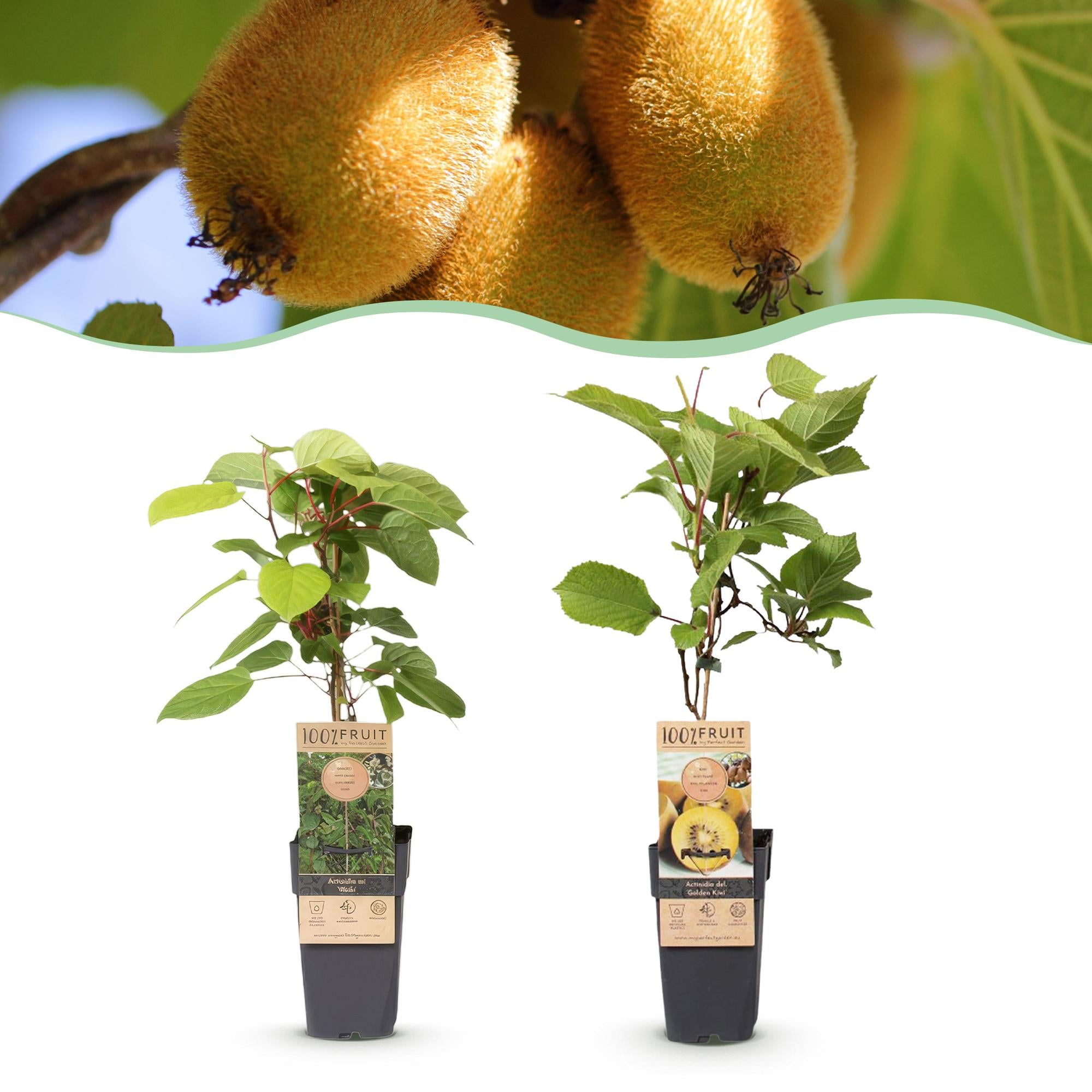 Actinidia Weiki & Golden Kiwi - Kiwiplant - 1 Mannelijke - 1 Vrouwelijke - Planten - Geel - Pot 15cm - Hoogte 50cm