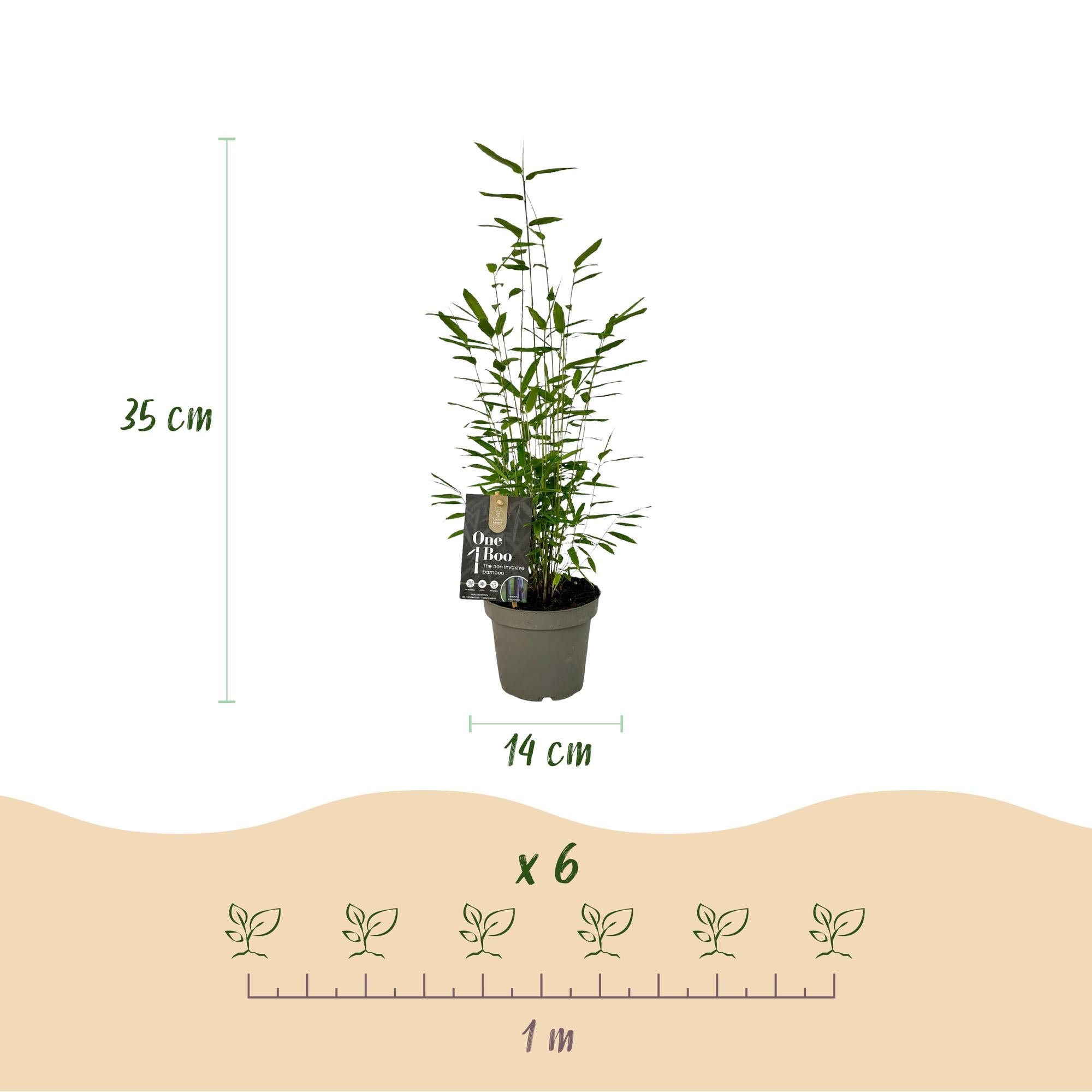 Bamboe - Fargesia Black Dragon - Bladhoudend - Niet Woekerend - Groen - 6 Planten - Pot 14cm - Hoogte 35cm