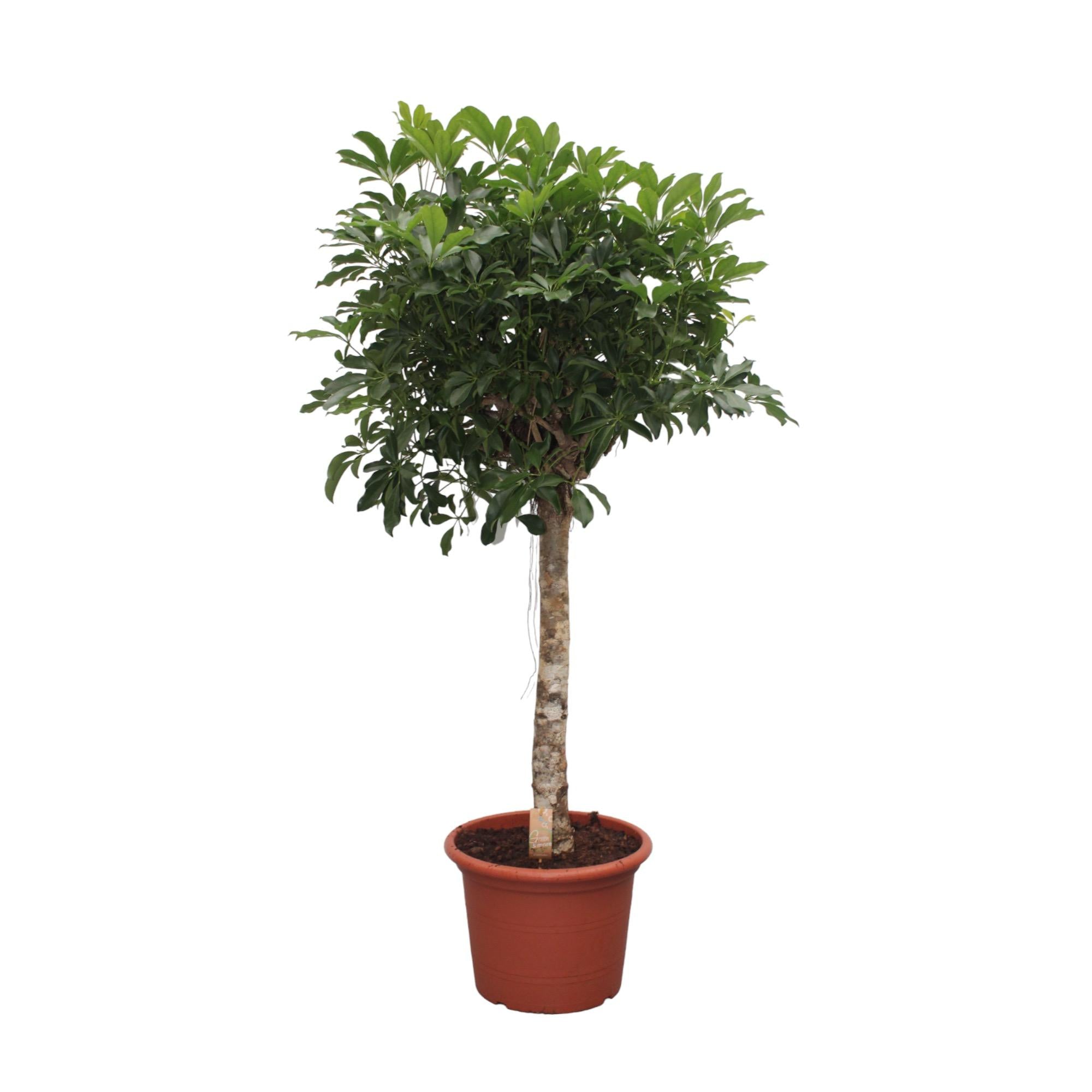 Schefflera Arboricola Compacta Baum – 180 cm – ø35