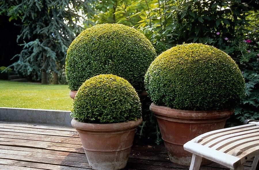 60x Buxus Sempervirens - ↕10-25cm - Ø9cm