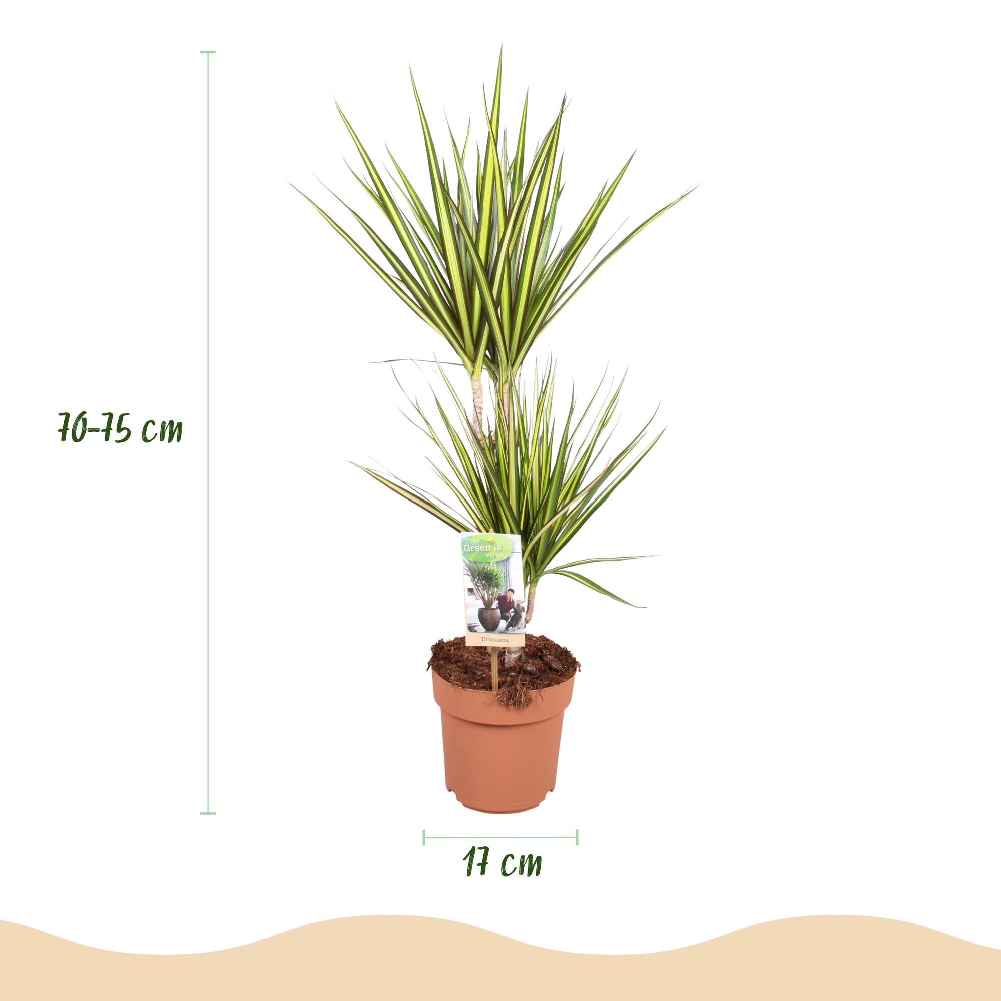 Dracaena Sunray - Drakenbloedboom - Weinig onderhoud - Groen - 2 Planten - Pot 17cm - Hoogte 70-75cm