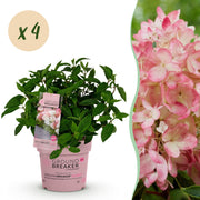 Hydrangea panniculata Groundbreaker Blush - Pluimhortensia - Winterhard - Roze - 4 Planten - Pot 14cm - Hoogte 20-25cm