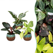 Baby Philodendron Tricolour 3x - Wit - Roze - Geel - Groen - Tropisch - incl. Copper Reef - Ø6cm - ↕10-15cm