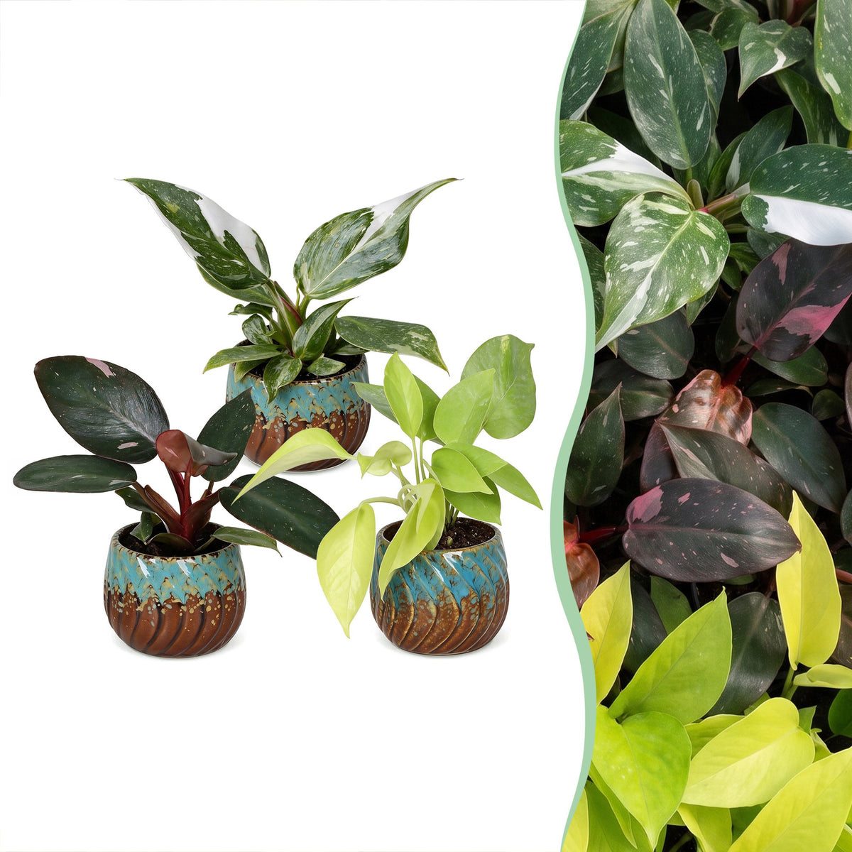 Baby Philodendron Tricolour 3x - Wit - Roze - Geel - Groen - Tropisch - incl. Copper Reef - Ø6cm - ↕10-15cm