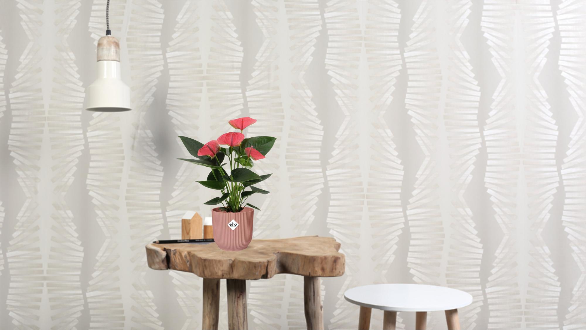 Anthurium Sweet Dream in custodia trasparente - Ø12cm - ↕36cm