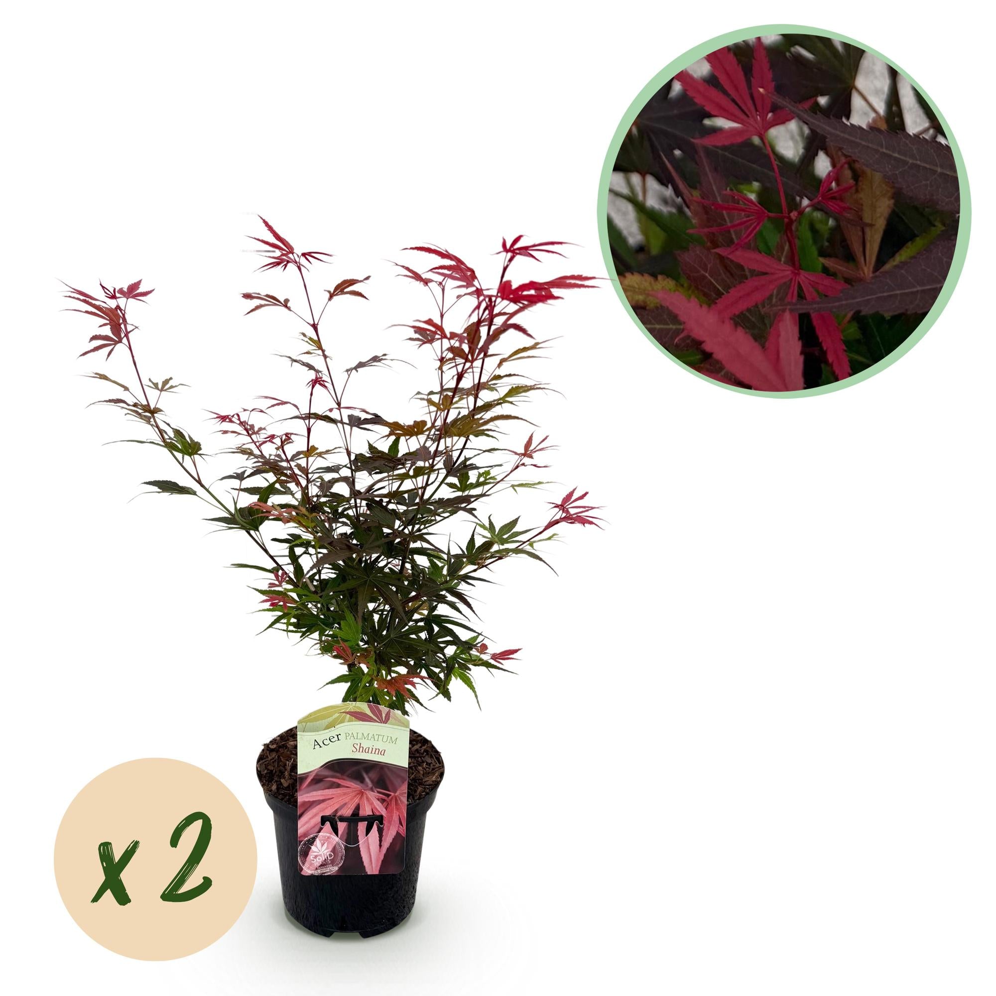 Green boutiQ - Pianta da patio - Acero giapponese - Acer palmatum Shaina - Rosso - 2 piante - Decidua - Vaso 19 cm Altezza 70 cm