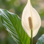 Lepelplant - Spathiphyllum - Wit - Weinig onderhoud - 1 Plant - Pot 19cm - Hoogte 70 - 80cm