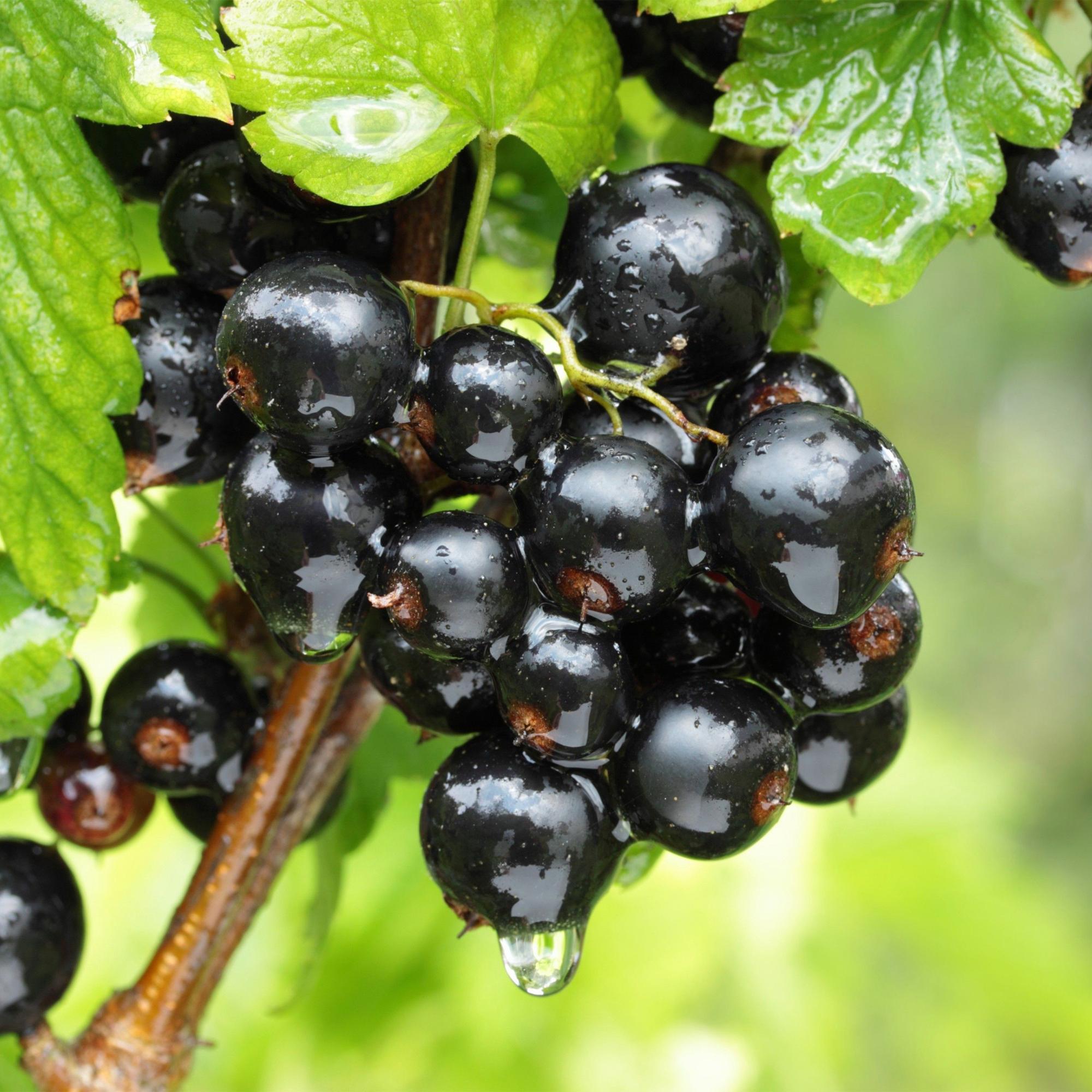 Ribes nigrum Ben Nevis - Bessenplant - Winterhard - Zwarte Bes - 2 Planten - Pot 15cm - Hoogte 50cm