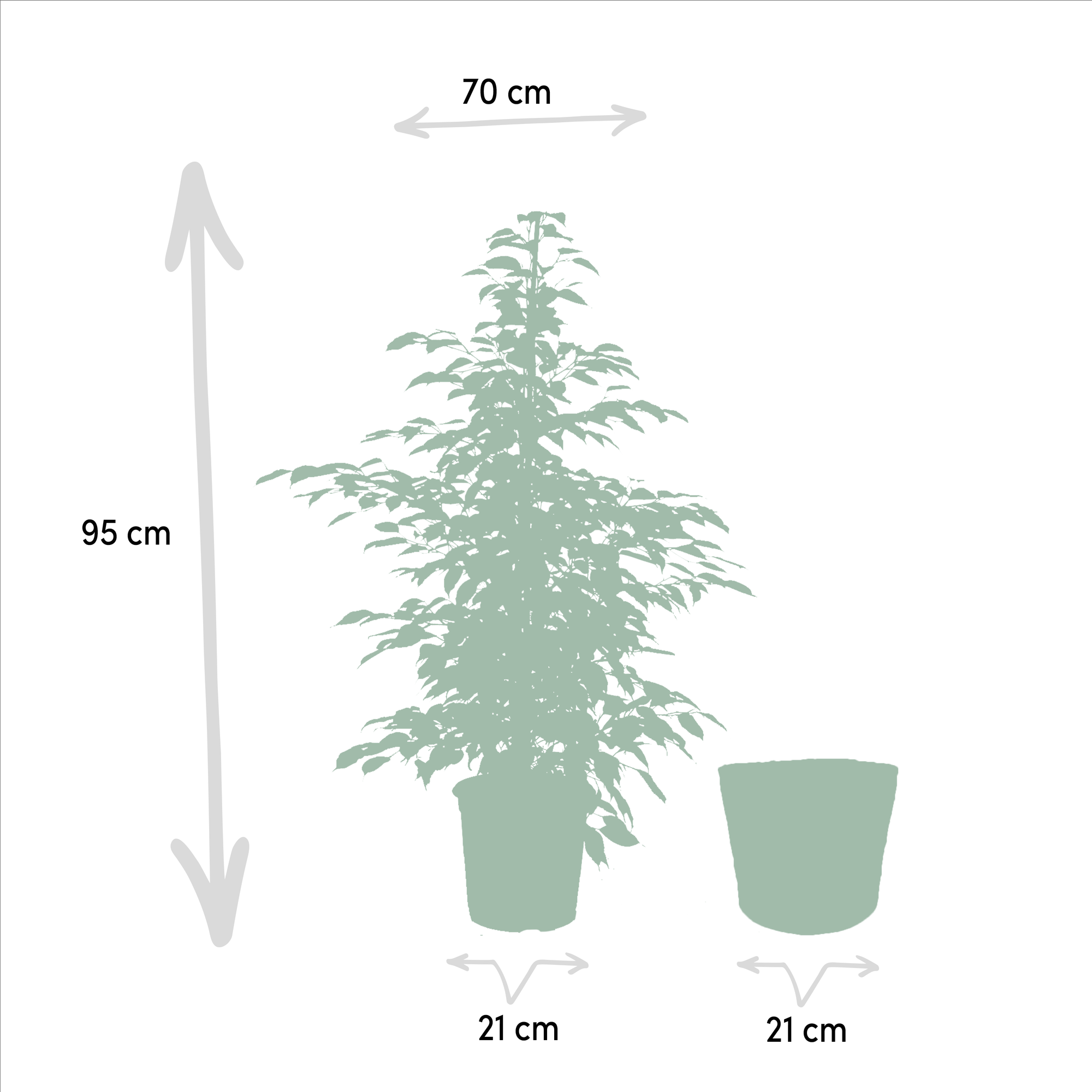 Ficus benjamina Twilight - Ø21cm - ↕95cm + Korb Igmar