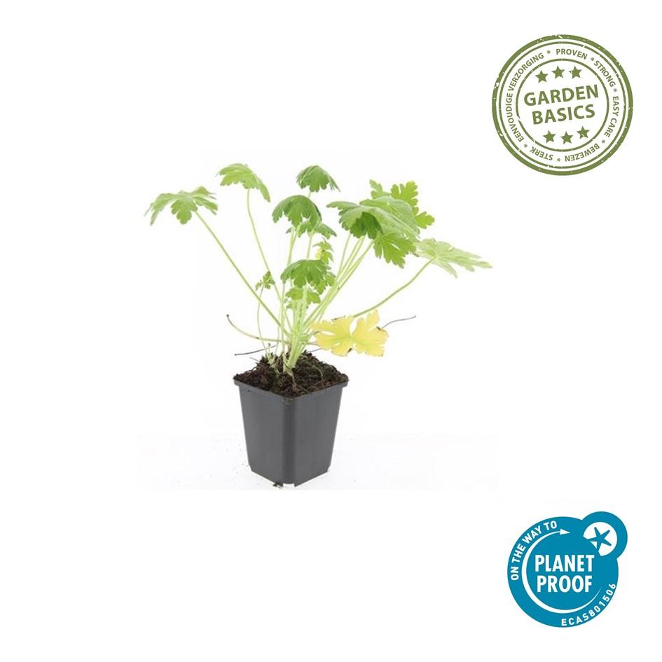 6x Geranium macr. 'Spessart' - ↕10-25cm - Ø9cm