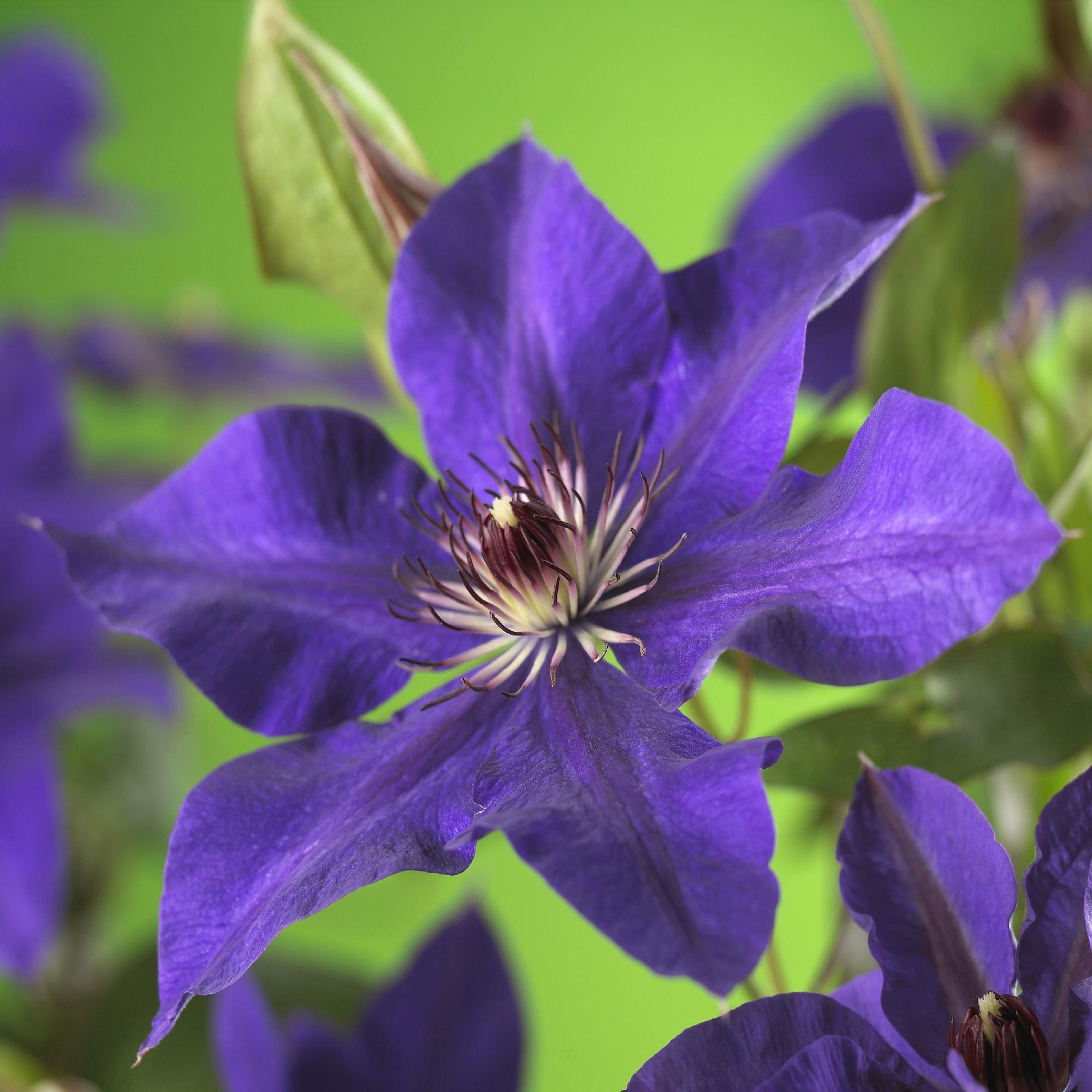 Green boutiQ – Kletterpflanze – Clematis 'The President' – Blüte: Rosa – Pflegeleicht – 2 Pflanzen – Topf: 11 cm, Höhe: 40 cm