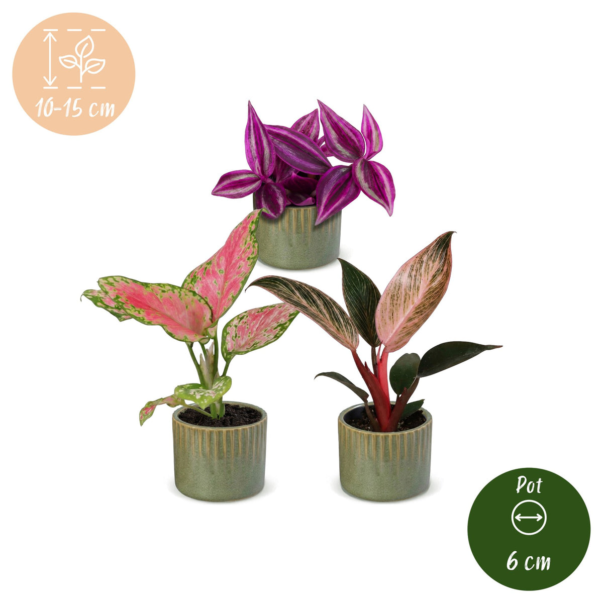Baby Planten Paradise Mix - Diversen 3x - Tropisch - incl. Linnea Olive - Ø6cm - ↕10-15cm
