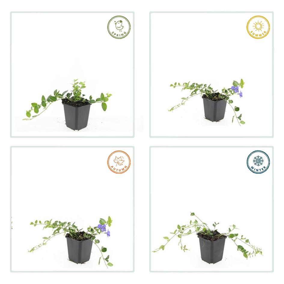 48x Vinca minor 'Argenteovariegata' - ↕10-25cm - Ø9cm