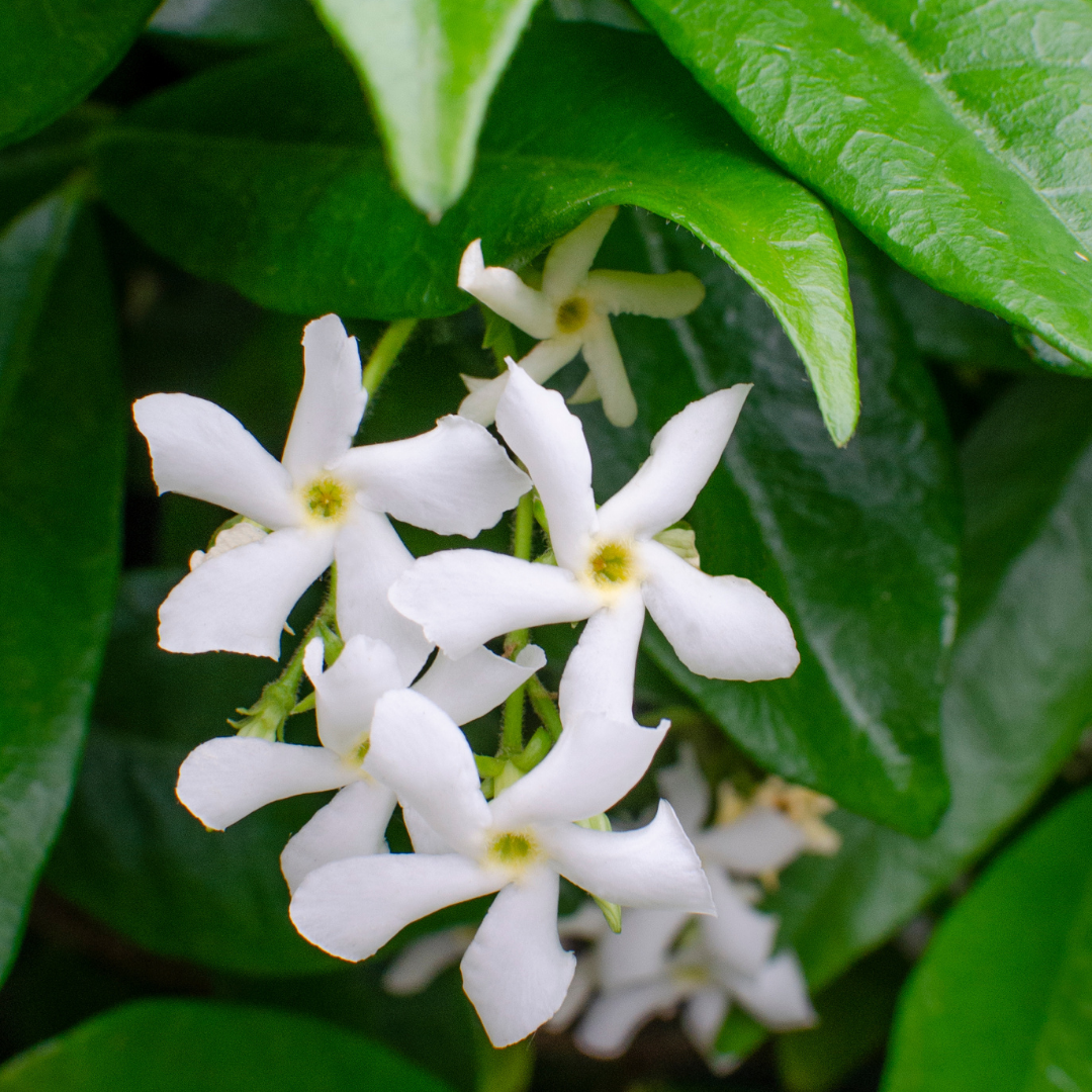 Trachelospermum jasminoides 'Star of Venice'  23cm