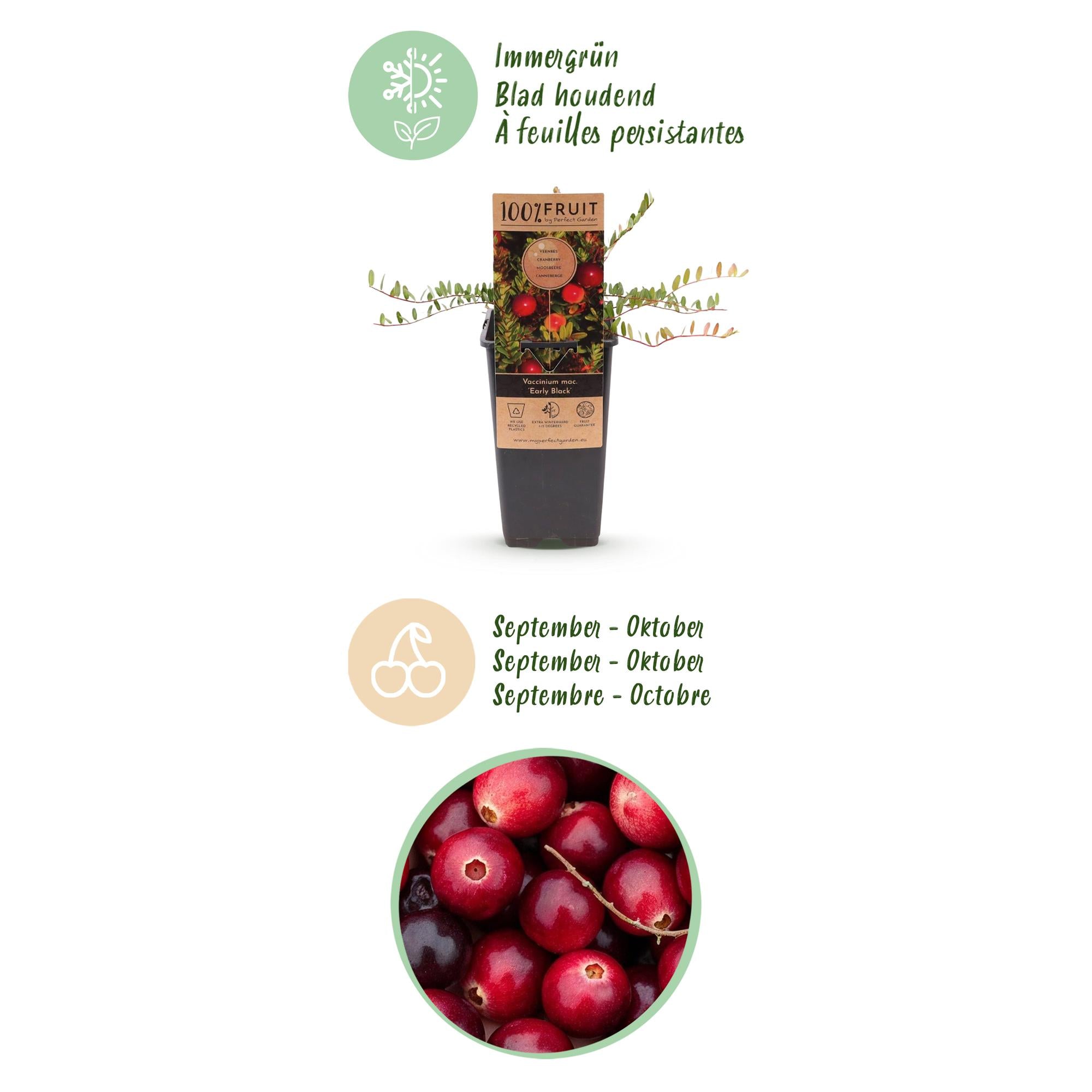 Vaccinium mac. Early Black - Cranberry - Winterhard - Blauwe Bes - 2 Planten - Pot 15cm - Hoogte 50cm