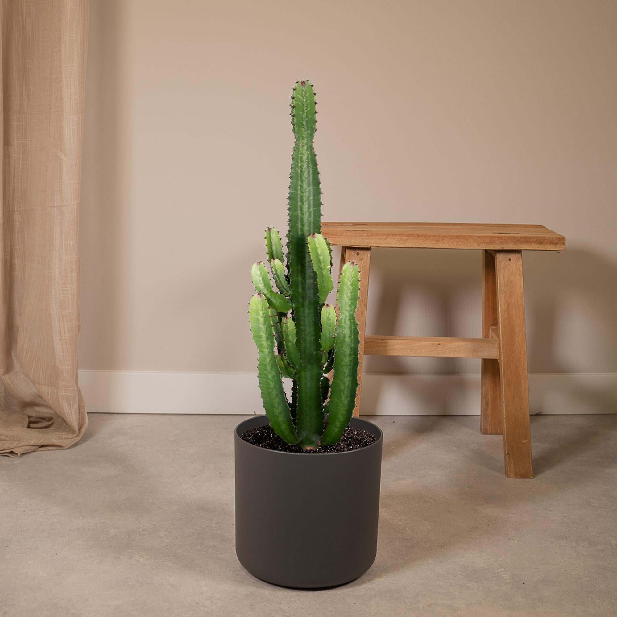 Euphorbia acrurensis - Ø24 cm - ↕60 cm