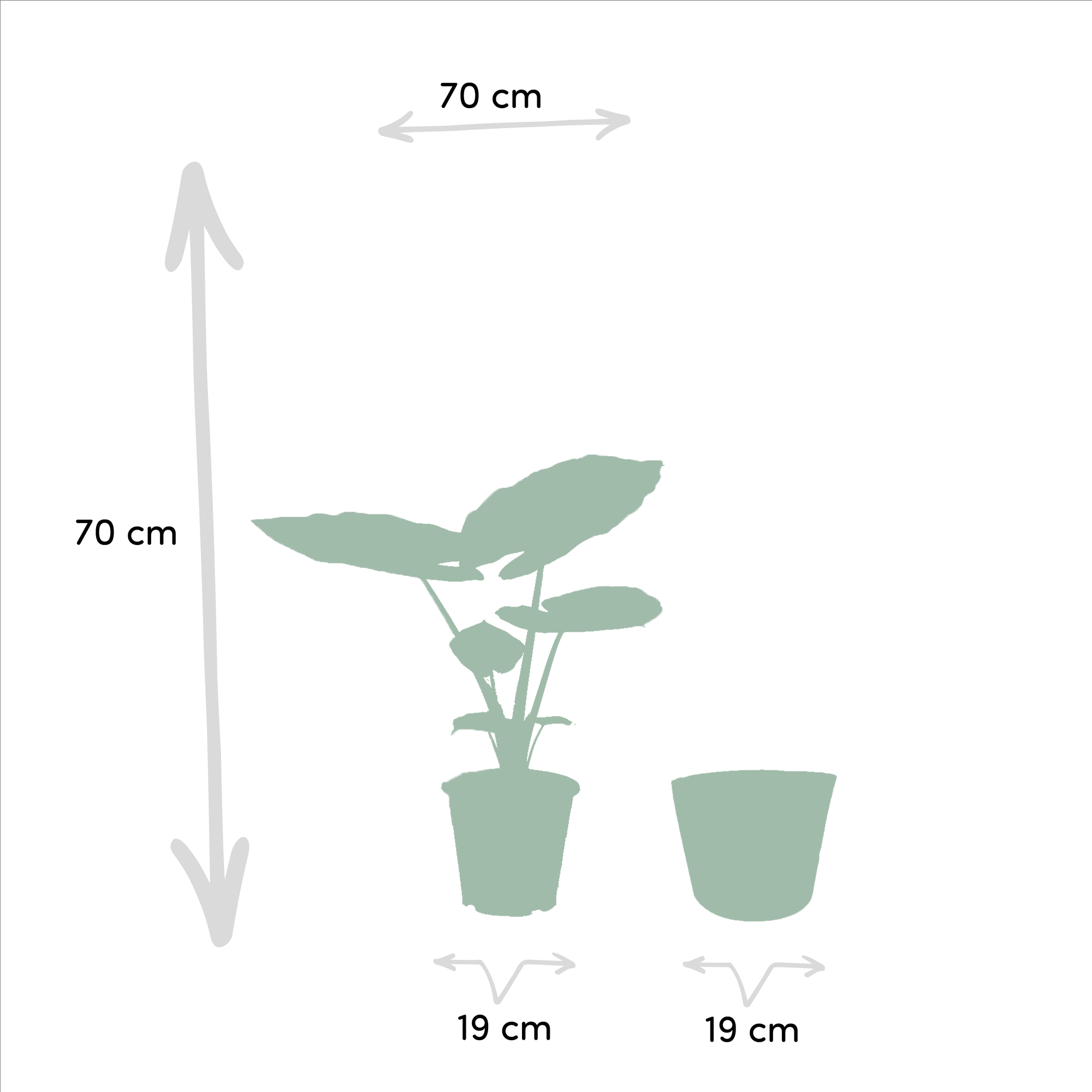 Strelitzia Nicolai - Ø19cm - ↕85cm + Alocasia Macrorrhiza - Ø19cm - ↕70cm + Basket Igmar