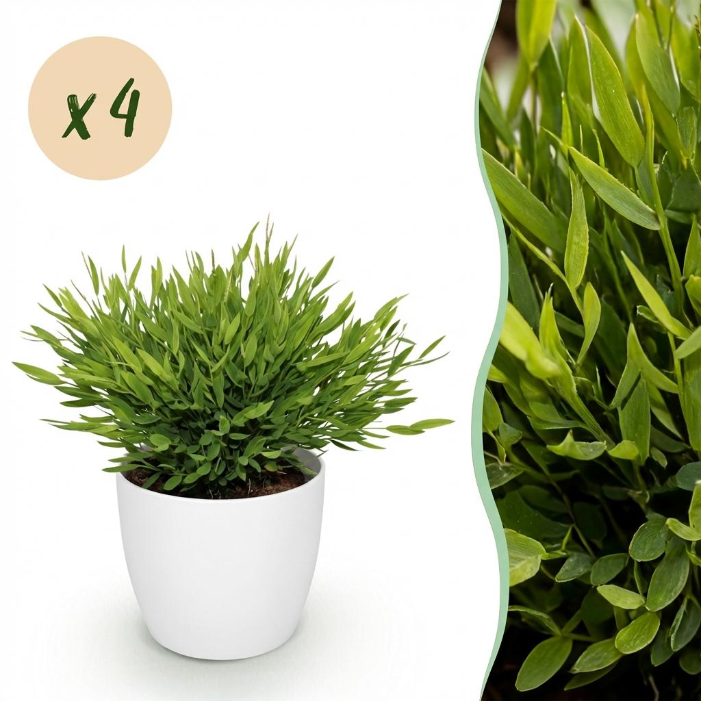 Bamusa Pogonatherum Monica - Kamerbamboe - Huisdiervriendelijke Plant - Groen - 4 Planten - met Potter Wit - Pot 12cm - Hoogte 20cm