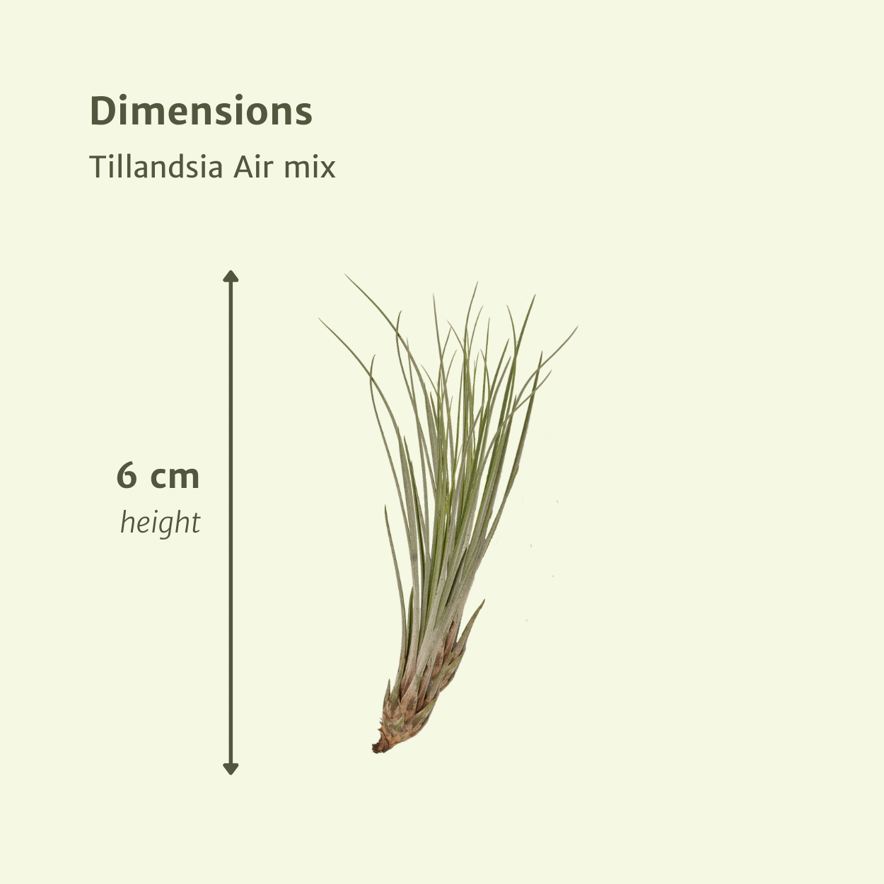 Tillandsia Air mix - 20 pezzi - 6 cm - ø6