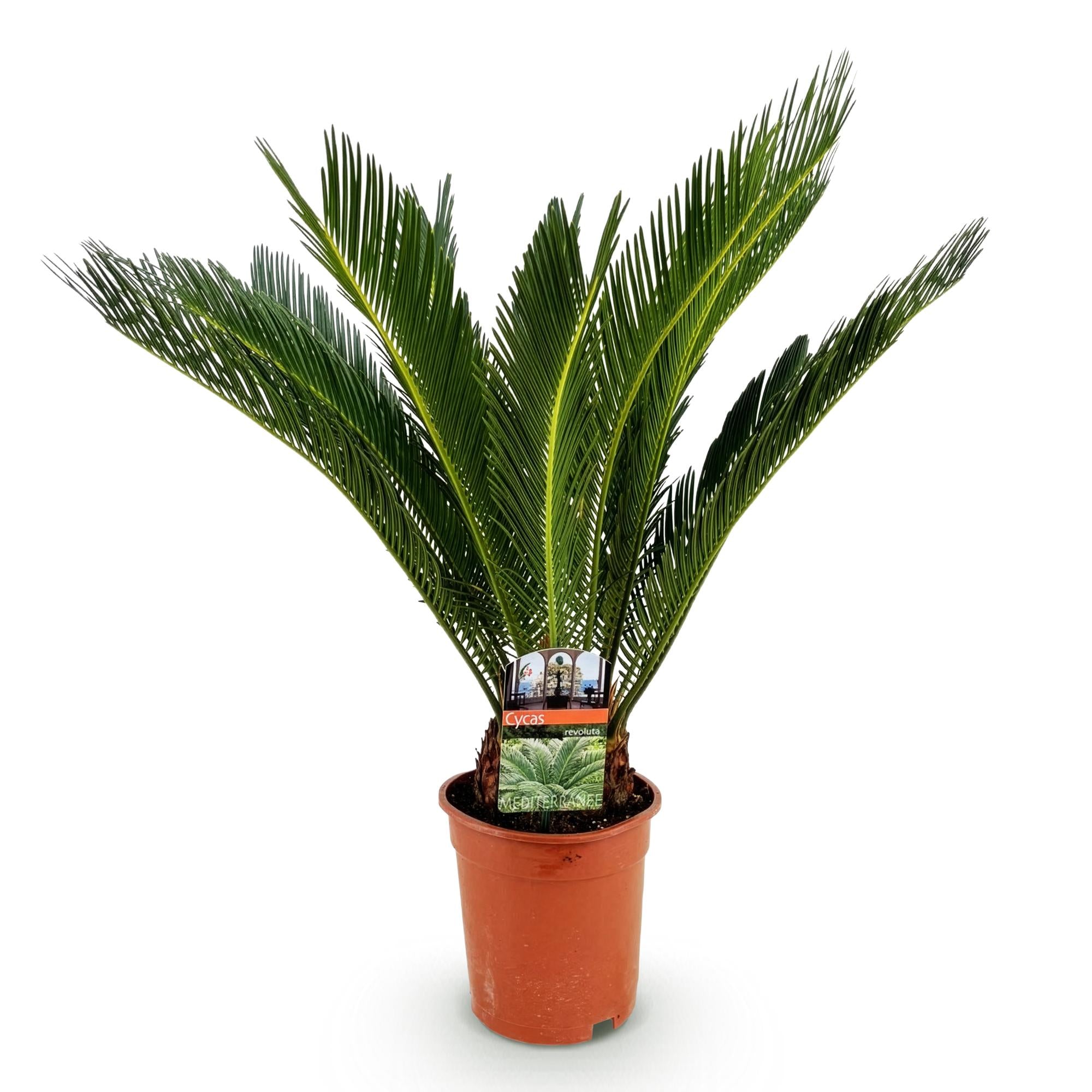Cycas revoluta - Palmvaren - Weinig onderhoud - Groen - 1 - Pot 17cm - Hoogte 70cm