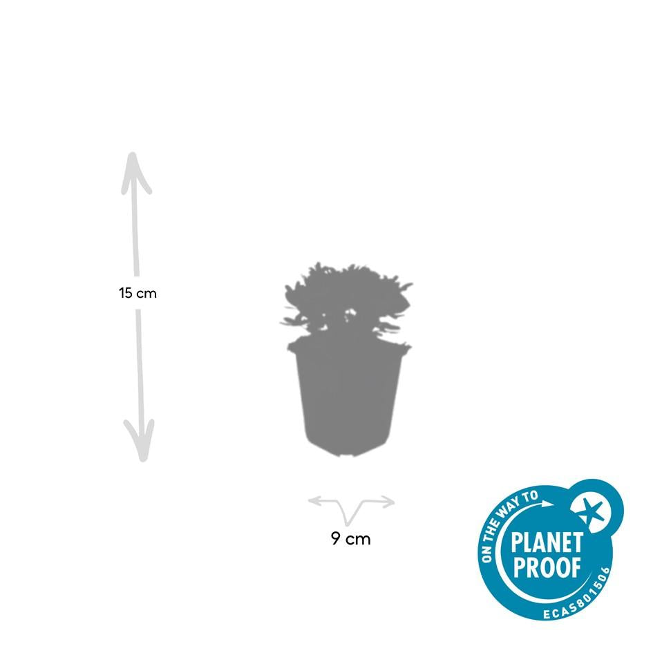 6x Potentilla tridentata 'Nuuk' - ↕10-25cm - Ø9cm
