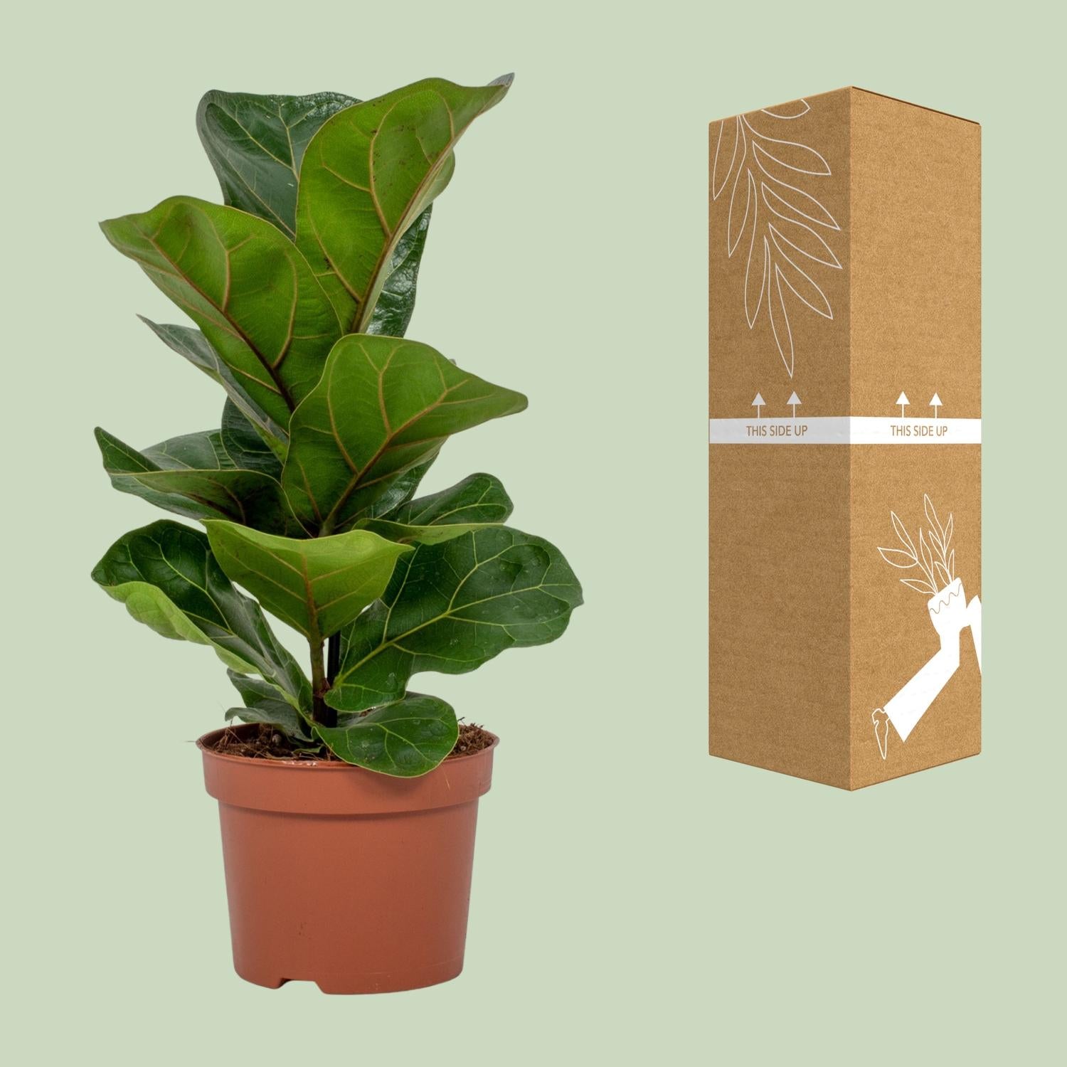 Ficus Lyrata - Ø12 cm - ↕30 cm