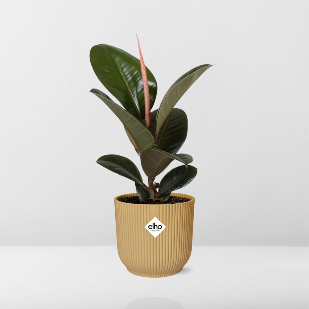 Ficus Elastica 'Robusta' en maceta plegable ELHO Vibes de 14 cm, color amarillo