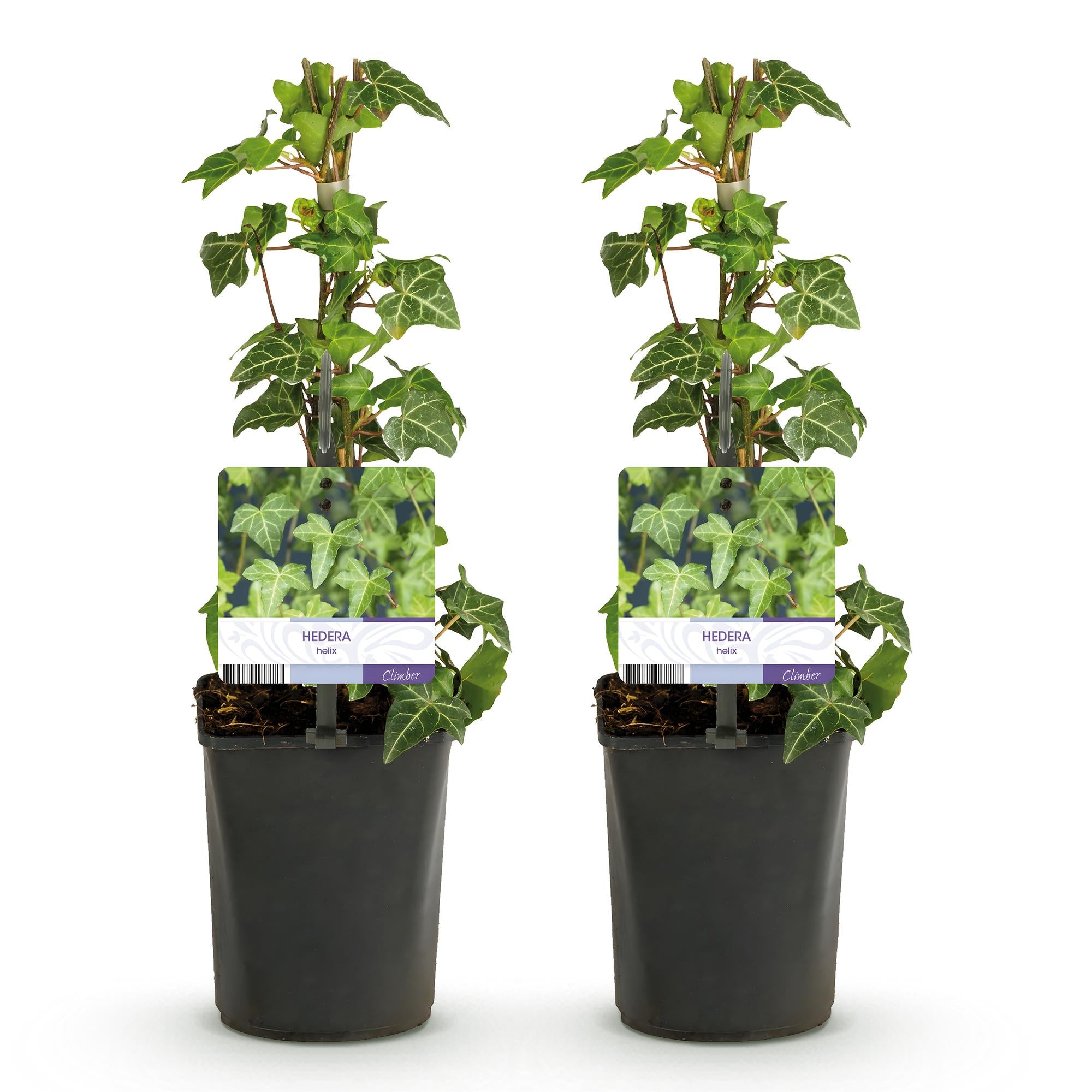 Hedera helix Glacier -  Blad Bont - Groenblijvend - 2 planten - Pot 11cm Hoogte 40cm