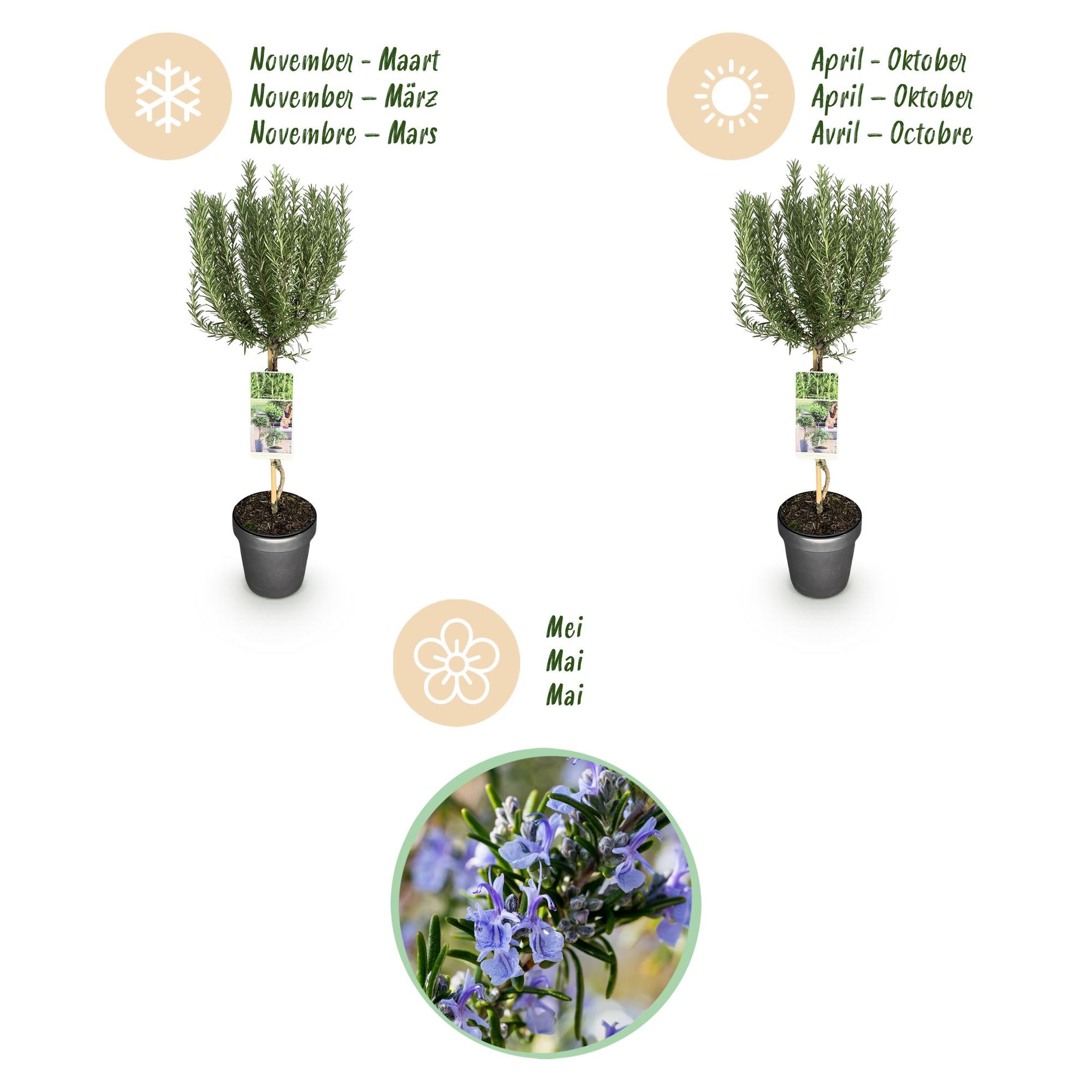 Rosmarinus officinalis - Terras Plant - Bladhoudend - Winterhard - Paarse Bloem - Pot 19cm Hoogte 90cm