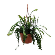 Epiphyllum Anguleiger - Ø20cm - ↕60cm