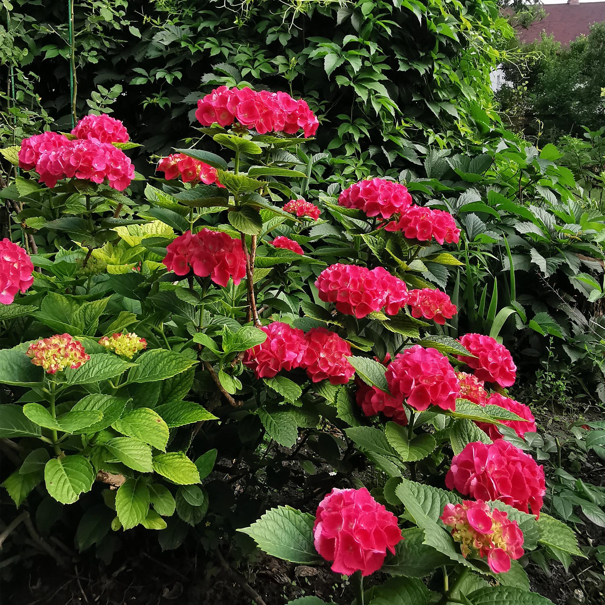 Green boutiQ - Ortensia - Hydrangea macrophylla Red - Fiore rosso - 1 pianta - Decidua - Bassa manutenzione - Vaso 17 cm Altezza 30 cm