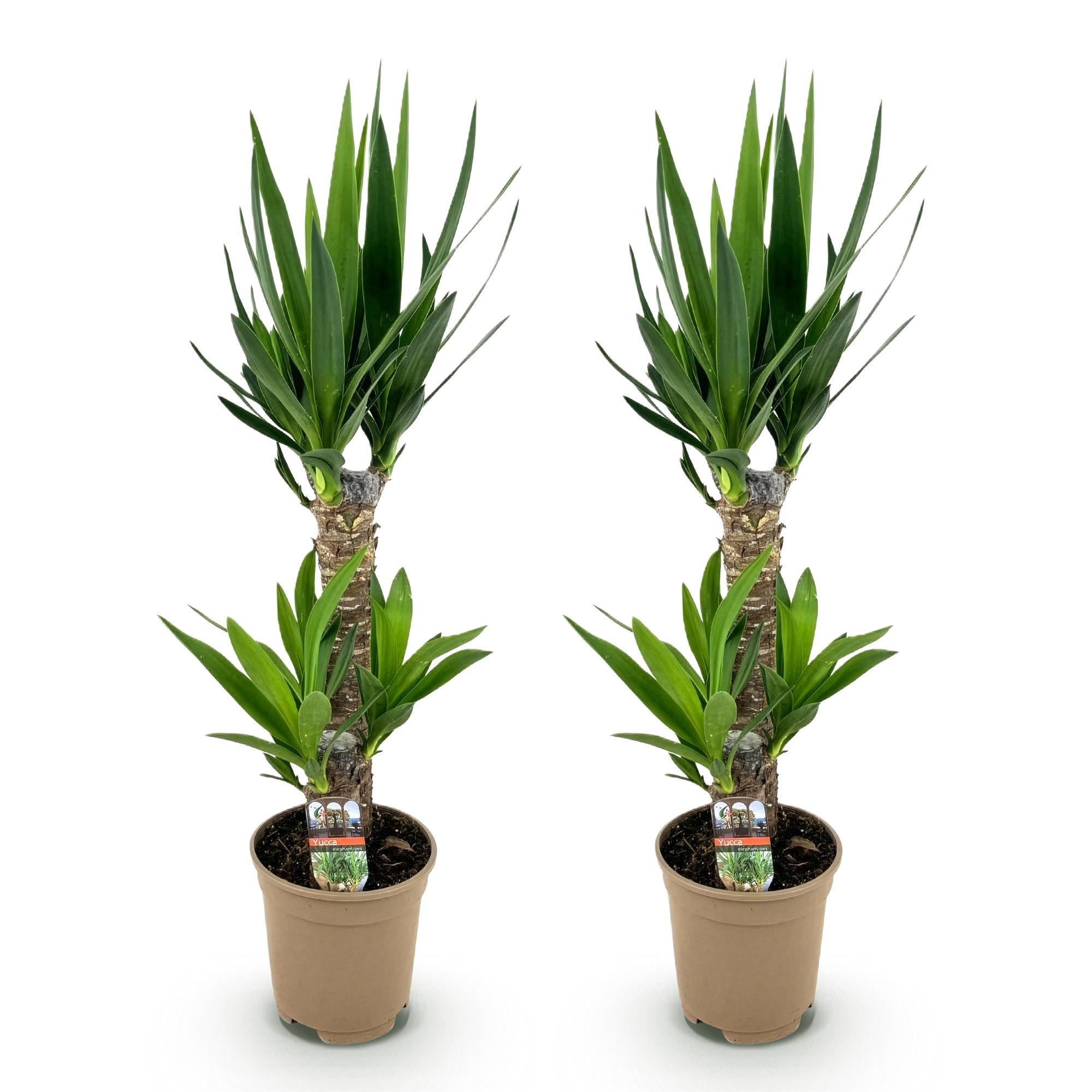 Yucca elephantipes - Weinig onderhoud - Groen - 2 - Pot 17cm - Hoogte 75cm