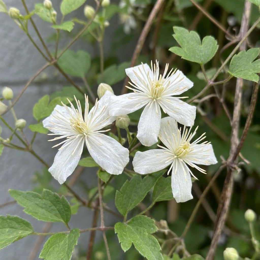 Clematis vitalba - Bosrank - Wit - Klimplant - Ø9cm - ↕35cm