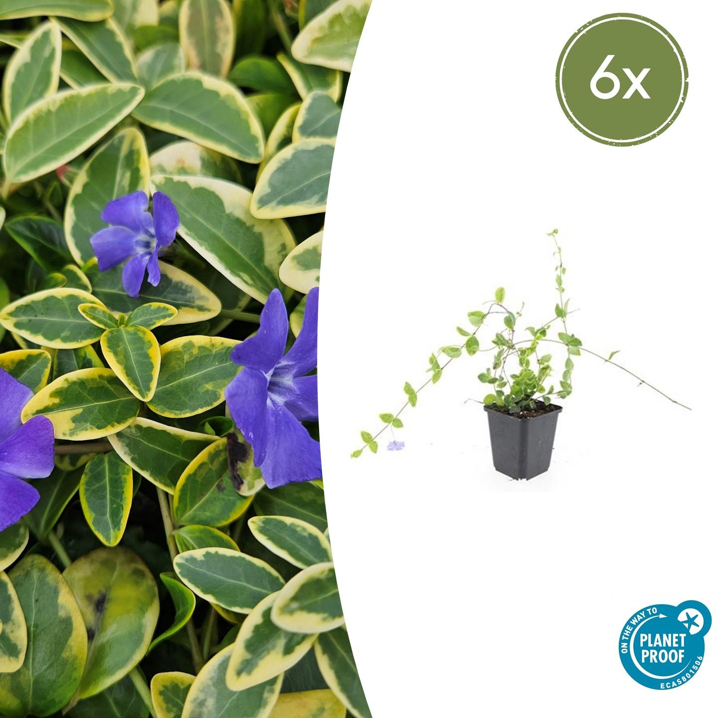 6x Vinca minor 'Blu e Oro' - ↕10-25cm - Ø9cm