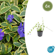 6x Vinca minor 'Blu e Oro' - ↕10-25cm - Ø9cm