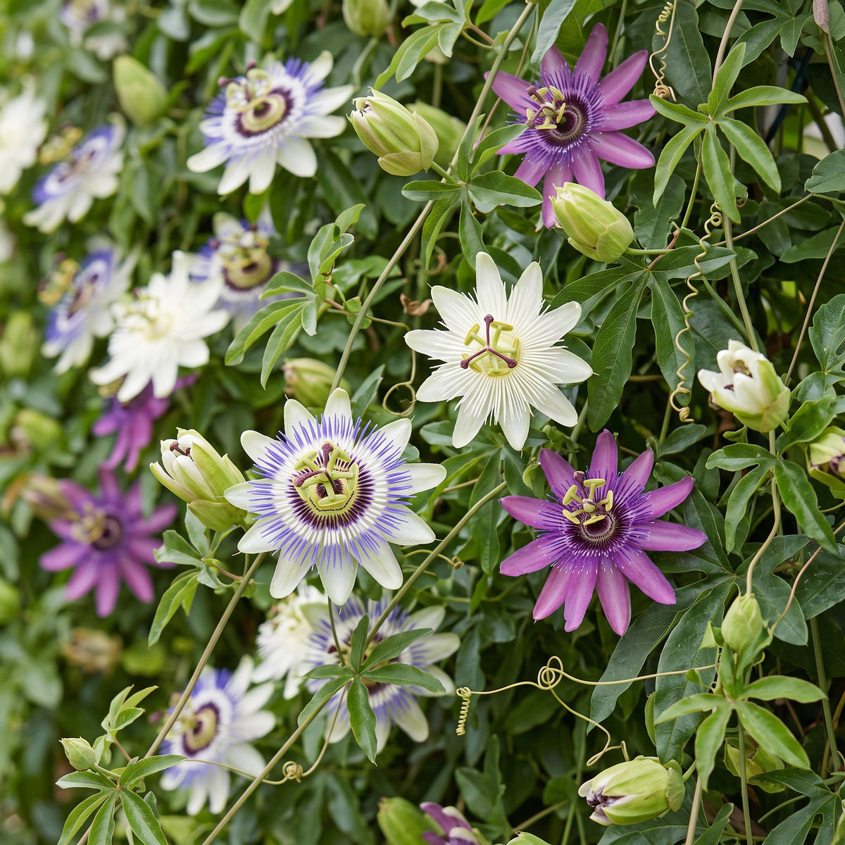 Passiflora Tricolour - Driekleurige passiebloem 9x - Wit - Paars - Roze - Klimplant - Ø9cm - ↕35cm