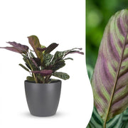 Ctenanthe Burle Marxii - Visgraatplant - met Potter Grijs - Pot 12cm - Hoogte - 30cm