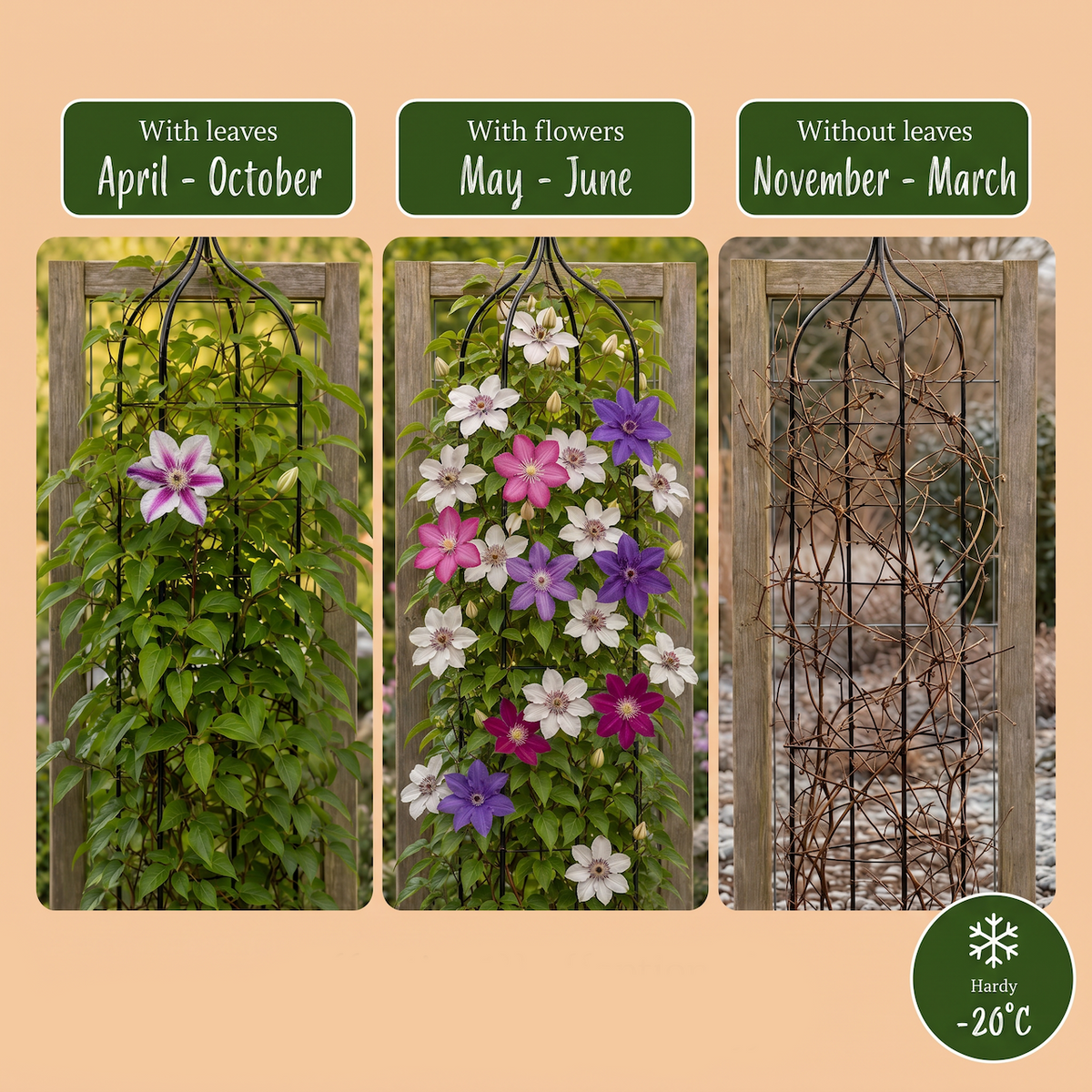 Clematis Rainbow - Bosrank 12x - Paars - Rood - Roze - Wit - Klimplant - Ø9cm - ↕35cm