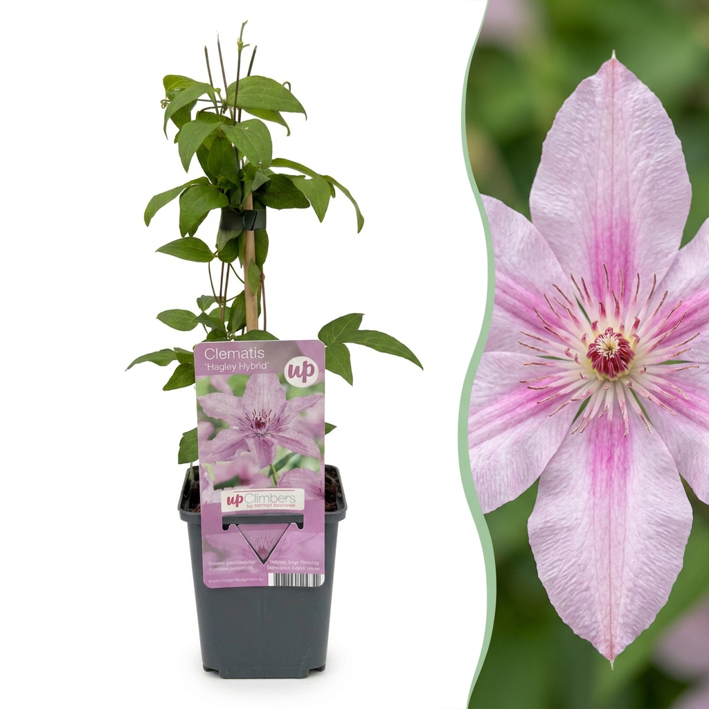 Clematis Hagley Hybrid - Bosrank 6x - Roze - Klimplant - Ø9cm - ↕35cm